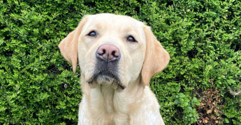 Hulphond in opleiding Jessie