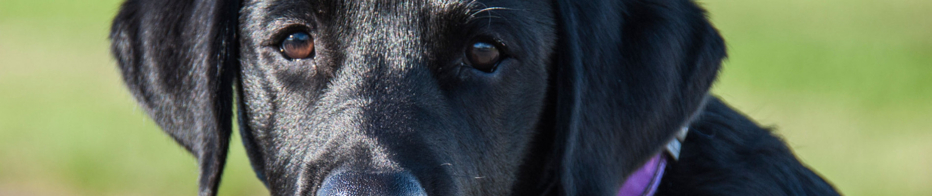 Zwarte labrador aan het werk als geleidehond loopt met baas voor Amsterdamse tram langs