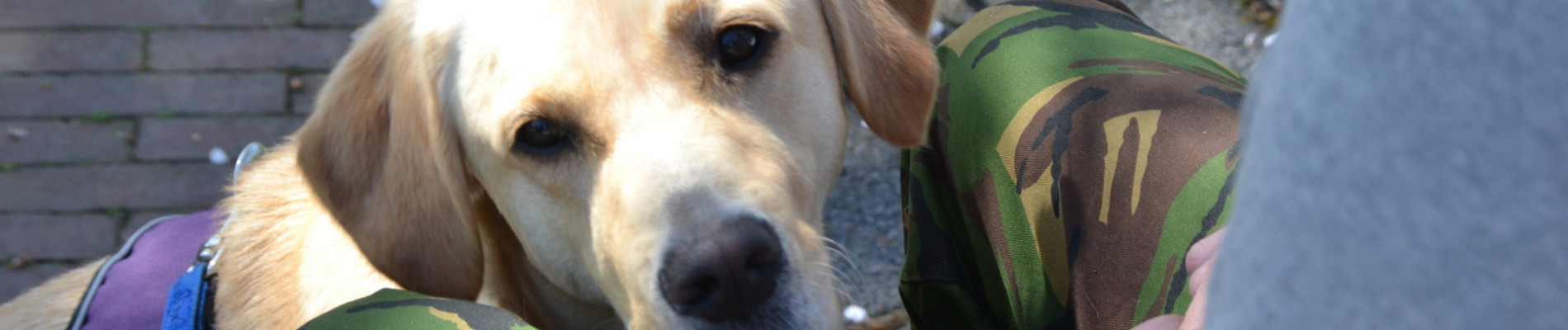 Blonde hond zit tussen de benen van iemand met een camouflagebroek een en kijkt omhoog