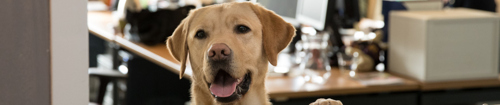 blonde hond kijkt over het randje van een kantoor heen