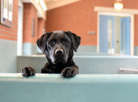 Zwarte hond kijkt over kennelmuurtje