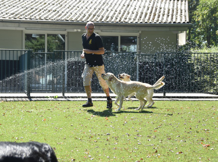 Geleidehonden in opleiding op een speelveldje met sproeiers