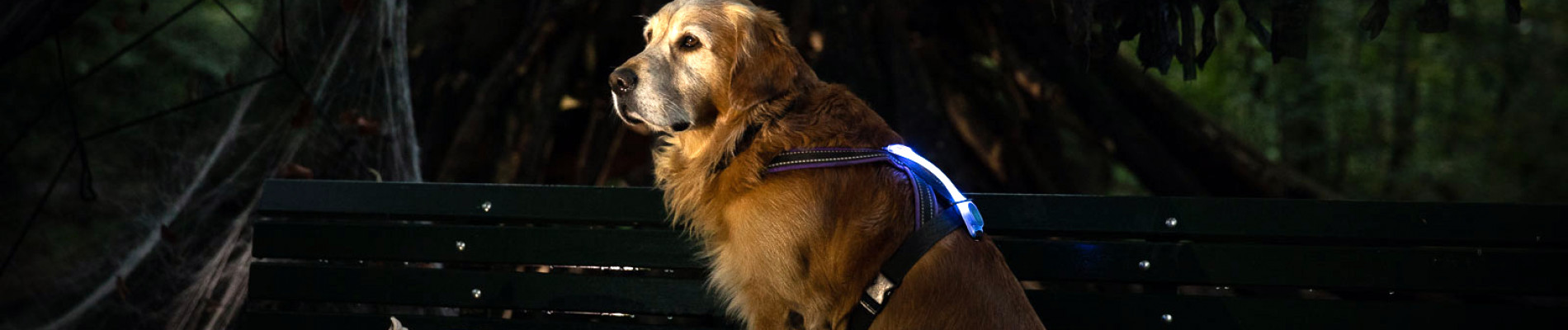 golden retriever zit op een bankje met halloweendecoratie
