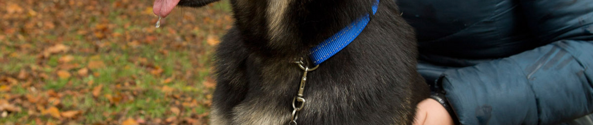 Gastblogger Marleen met haar blindengeleidehond Tessie