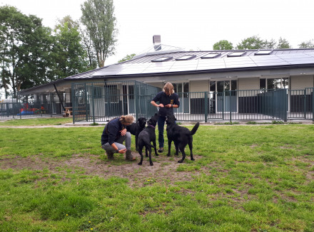 Voor de kennel spelen drie van de nieuwkomers samen met twee trainers in het gras.