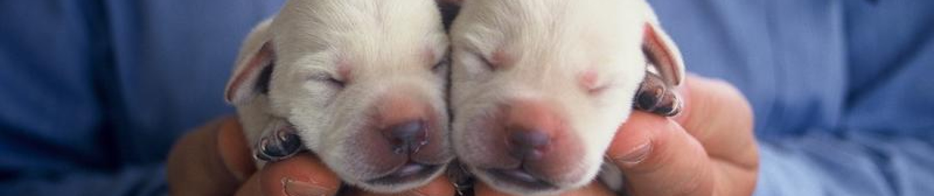Twee pasgeboren pups liggen naast elkaar in iemand handen.