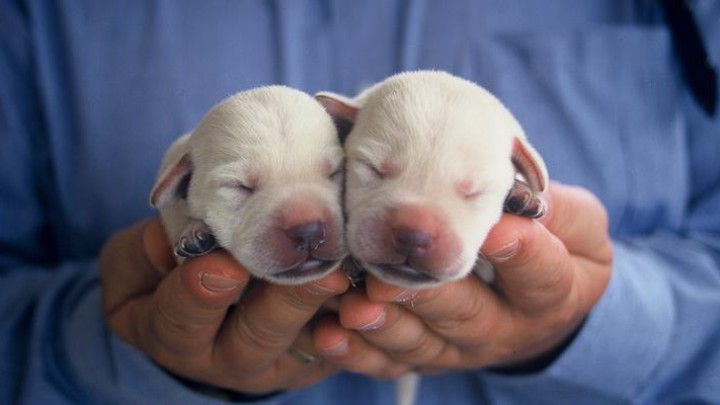 Twee pasgeboren pups liggen naast elkaar in iemand handen.