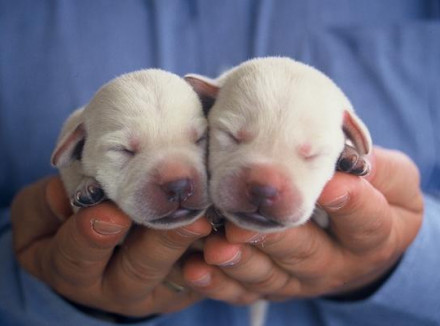Twee pasgeboren pups liggen naast elkaar in iemand handen.