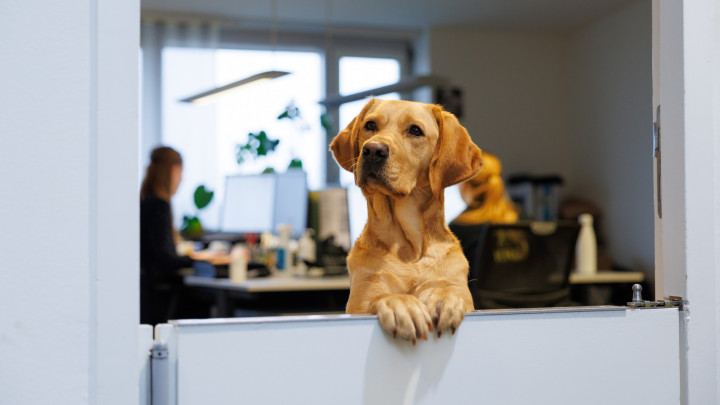 blonde hond kijkt over het randje van een halve deur op kantoor