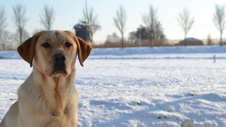 Labrador in de sneeuw