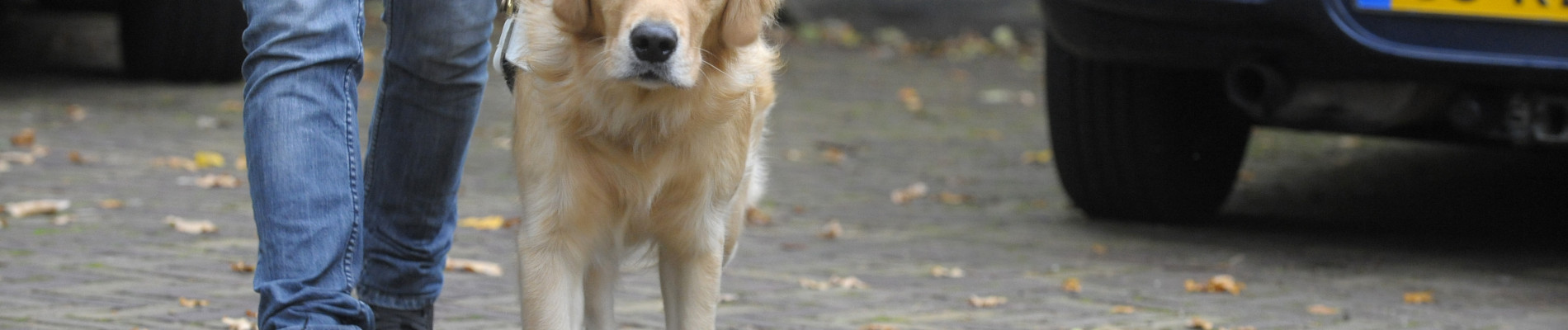 Baas en geleidehond lopen op straat