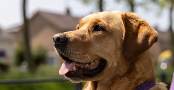 Portret blonde hond