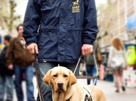 Trainer Jaap in jas van KNGF Geleidehonden loopt naast een geleidehond in opleiding over de markt