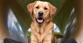 hond ligt in een grote betonnen buis en kijkt de camera in