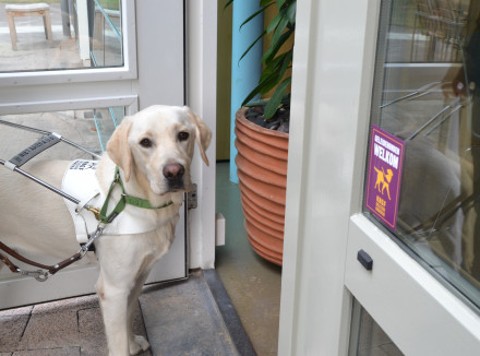 Geleidehond bij open deur met toegankelijkheidsticker