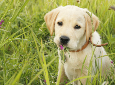 pup in het grasveld