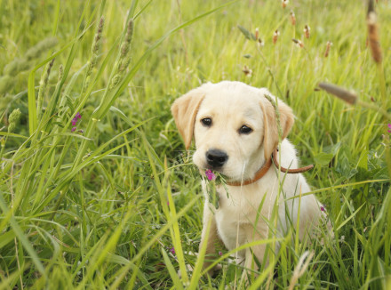 blonde pup in het gras