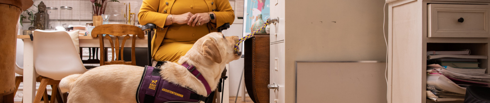 Blonde labrador Katya trekt een ladenkast open. Claudia zit erachter in haar rolstoel