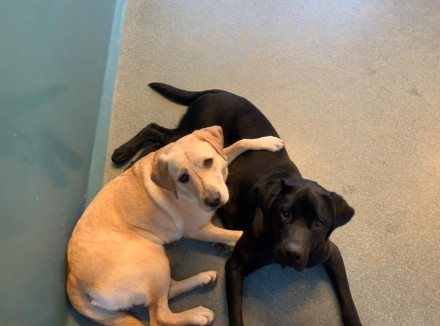 Blonde en zwarte hond liggen samen in de kennel en kijken omhoog