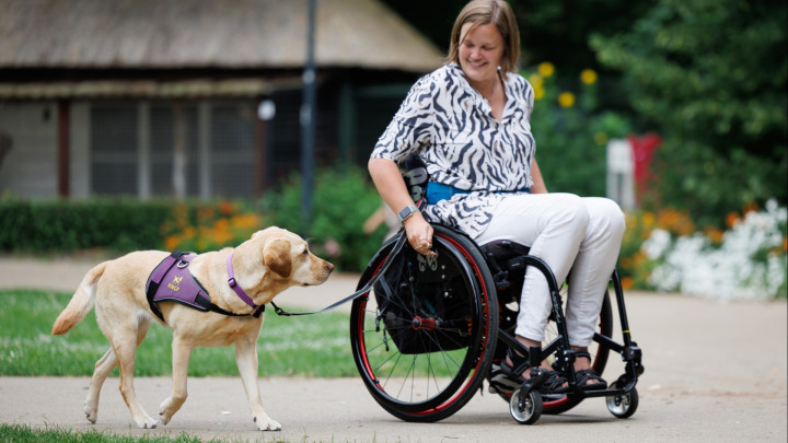 Blonde hond naast de rolstoel