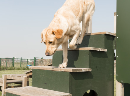 Een blonde geleidehond in opleiding loopt een hondentrainingstoestel af