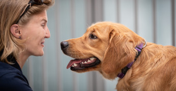 Kennelmedewerker en hond kijken naar elkaar