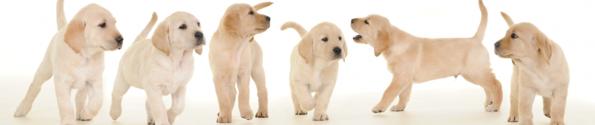 Rijtje blonde pups naast elkaar op een witte achtergrond