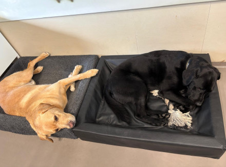 blonde en zwarte hond liggen naast elkaar, elk in een eigen mand