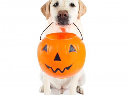 Blonde hond met een lampion in de vorm van een pompoen in zijn bek