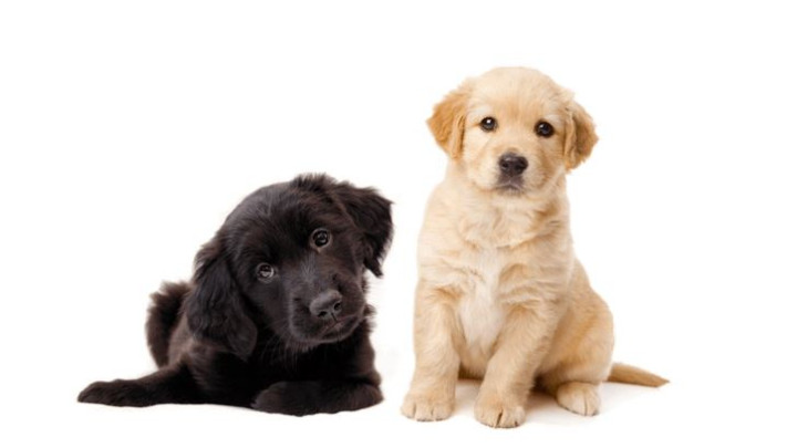 Zwarte pup ligt naast zittende blonde pup en kijken lief in de camera
