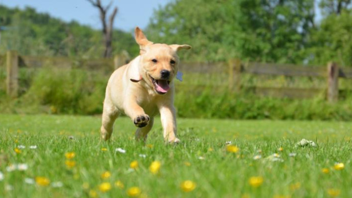 Blonde labrador pup Five rennend in een grasveld met bloemen