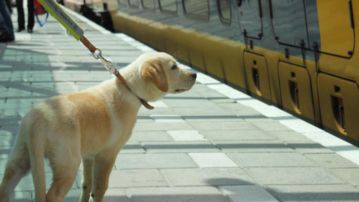 Puppypleeggezin oefent met pup op station