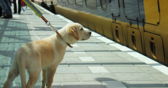 KNGF pup maakt kennis met een treinstation