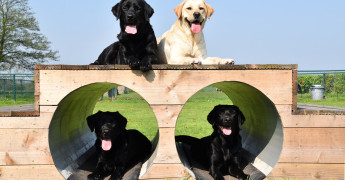 4 honden op een speeltoestel