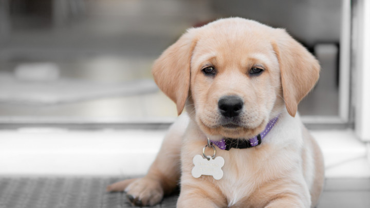 Foto van pups op de achterbank