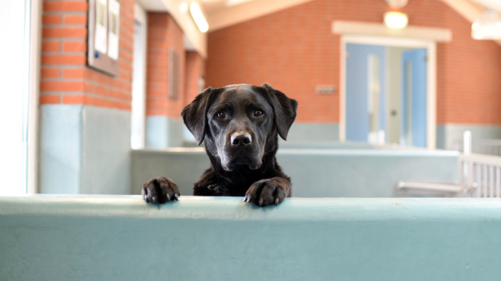 zwarte hond kijkt over randje in de kennel heen