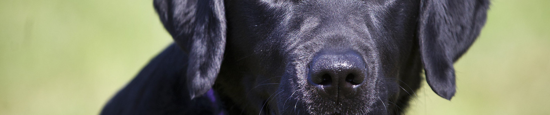Foto van zittende zwarte labrador in paar kngf-tuig die je aankijkt