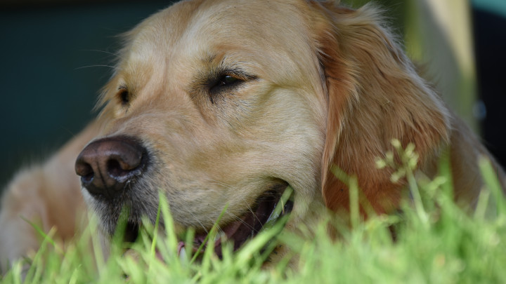 hond ligt lekker op het gras in de schaduw