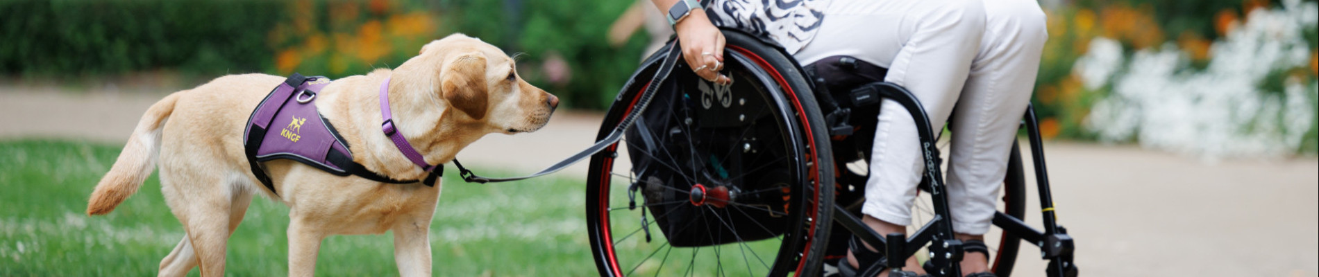 Blonde hond naast de rolstoel