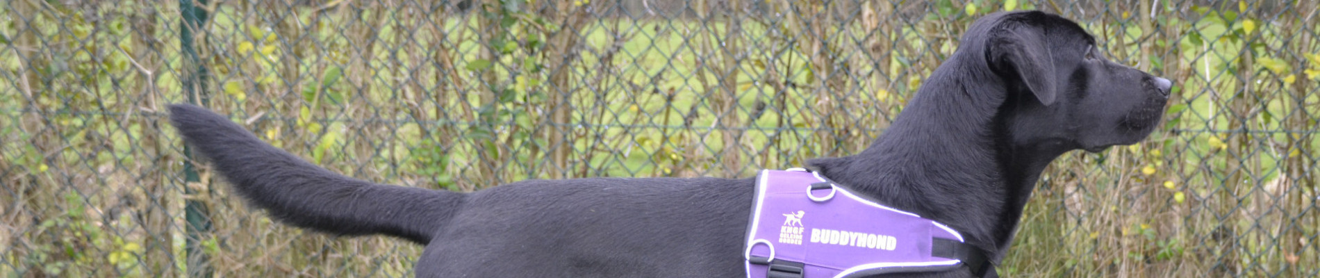 Zwarte labrador met paars buddyhondenhesje voor een heg