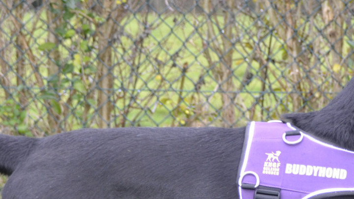 Zwarte labrador met paars buddyhondenhesje voor een heg