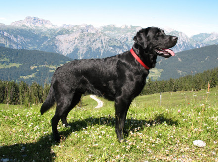 zwarte labrador staat op een groene weide met hoge bergen op de achtergrond