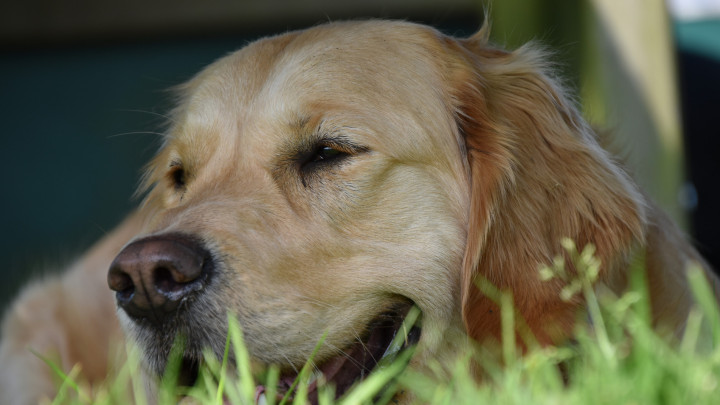 hond ligt lekker op het gras in de schaduw