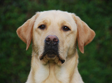 Geleidehond bij aanval ernstig verwond en met blinde baas achtergelaten