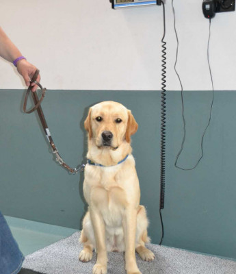 Geleidehond in opleiding wordt gewogen op een weegschaal