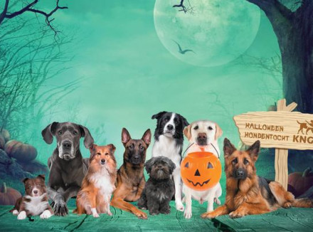 Sfeerbeeld Halloween hondentocht: verschillende honden op een rijtje met een schemerig bos op de achtergrond