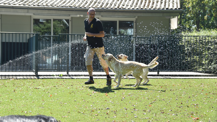 Geleidehonden in opleiding op een speelveldje met sproeiers