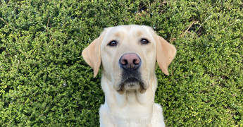 Hulphond in opleiding Polly