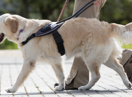Trainer lopend met blindengeleidehond in paars tuig