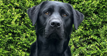Hulphond in opleiding Ronja